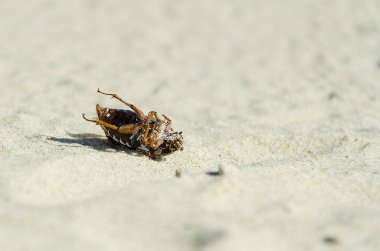 Sahilde ölü böcek