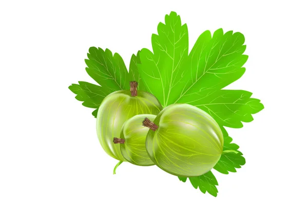 Gooseberry terisolasi dengan latar belakang putih. Gooseberry hijau asam manis dengan daun . - Stok Vektor