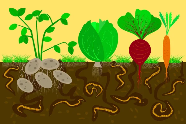 Wycięcie ziemi z dżdżownicami i warzywami. Przejście powietrzne i wodne w glebie stworzonej przez dżdżownice. — Wektor stockowy