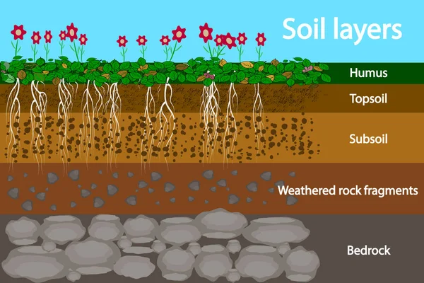 Soil layers. Diagram for layer of soil. Soil layer scheme with grass and roots, earth texture and stones. — Stock Vector