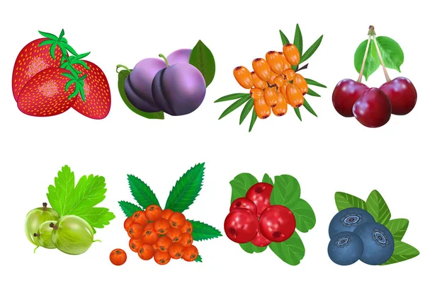 Conjunto de iconos de bayas aislados sobre fondo blanco. Fresas, ciruela, espino cerval, cereza, grosella, serbal, arándano, arándano . — Vector de stock