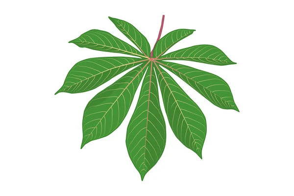 白地に孤立したキャッサバの葉 フラットスタイルで緑のキャッサバの葉のアイコン 熱帯植物の葉の形 タピオカ エキゾチックな植物 ストック ベクトル イラストEps — ストックベクタ