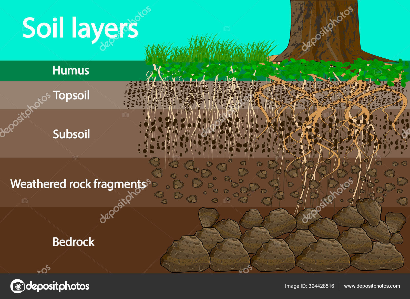 Soil Layers Diagram Layer Soil Soil Layer Scheme Grass Roots Stock