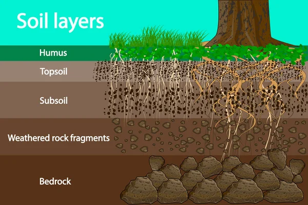 Soil Layers Diagram Layer Soil Soil Layer Scheme Grass Roots — Stock Vector