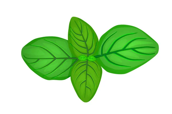 Beyaz Arka Planda Yeşil Fesleğen Yaprakları Taze Fesleğen Karikatür Etiketi — Stok Vektör