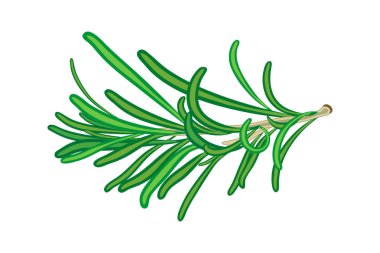 Biberiye beyaz arka planda izole edilmiş. Rosemary Şubesi. Doğal sivrisinek kovucu. Kart şablonu için bitkiler ve baharatlar, kitap, kapak, paket, etiket, pankart için. Stok vektör illüstrasyonu.