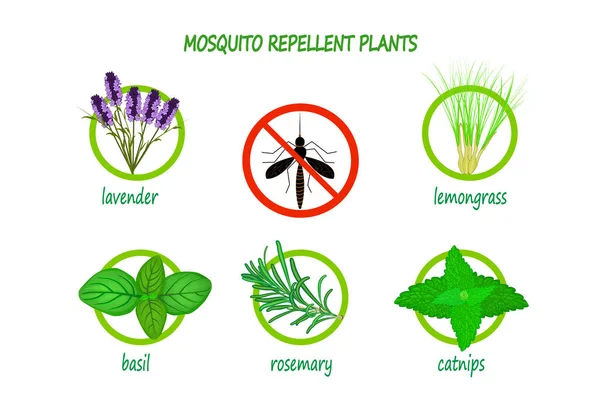 Plantes Répulsives Contre Les Moustiques Infographie Isolée Sur Fond Blanc — Image vectorielle