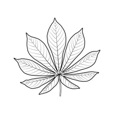 Beyaz arkaplanda izole edilmiş tropik yaprak simgesi. Çizgi tarzı yaprak işareti. Cassava yaprağı basit doğrusal piktogram. Yaprak logosu şablonu. Katılım çizimi. Tapyoka. Egzotik bitki. Köpüklü çay. Stok vektörü