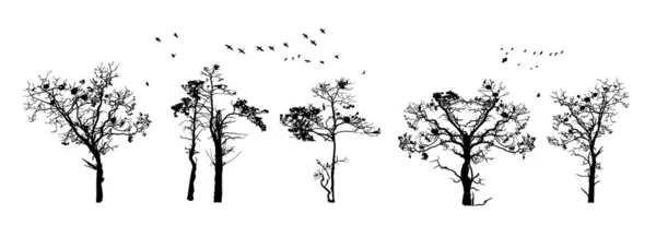 Siluety Stromů Izolované Bílém Pozadí Realistická Silueta Stromů Černý Tvar — Stockový vektor