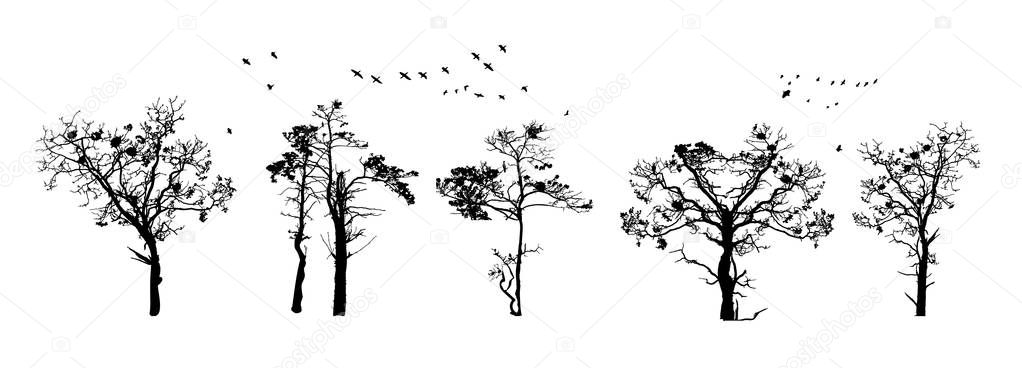 Tree silhouettes isolated on white background. Realistic set of trees silhouette. Black shape. Outline large dried trees with bare branches without leaves. Winter or autumn scenery. Stock vector