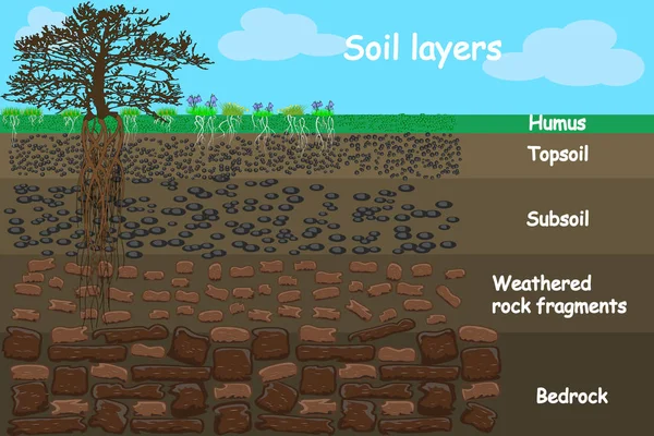 Soil Layers Diagram Layer Soil Soil Layer Scheme Grass Roots — Stock Vector