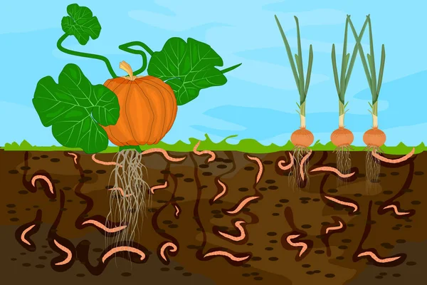 用蚯蚓和蔬菜把它磨碎 蚯蚓在花园的土壤中 蚯蚓在土壤中造成的空气和水通道 用蚯蚓在土壤堆肥食物层中种植新鲜蔬菜 — 图库矢量图片