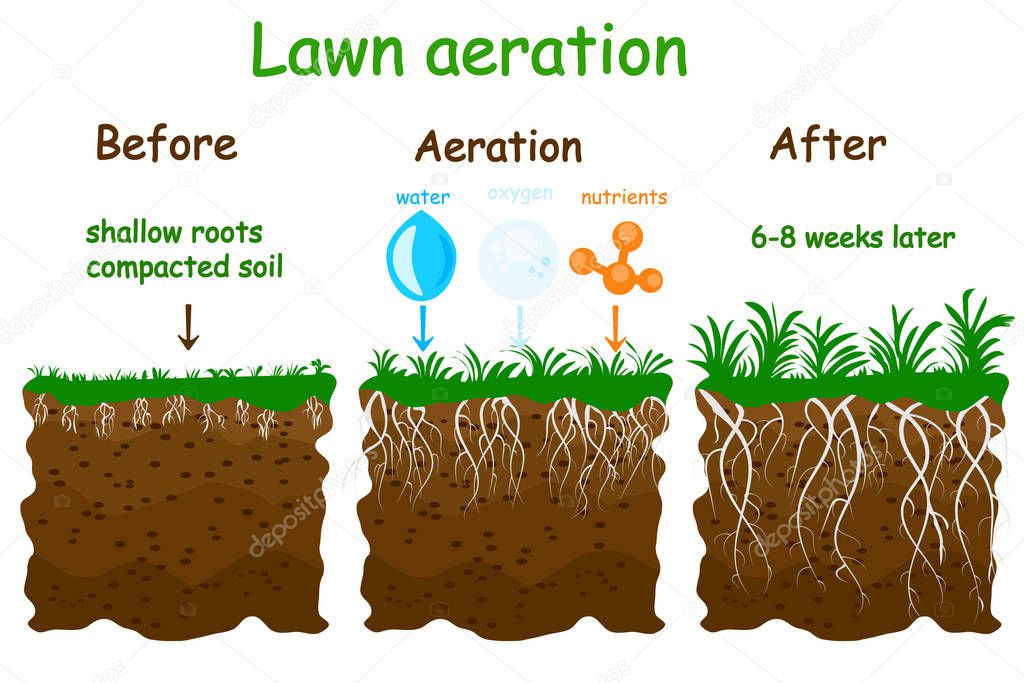 Lawn aeration stage illustration. Before and after aeration. Gardening grass lawncare, landscaping, lawn grass care service. Illustration for article, infographics or instruction. Stock vector