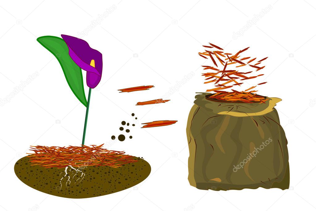 Mulch gardening concept  with calla lilies, red mulch and bag isolated on white background. Agriculture countryside outdoor seasonal work. Mulching of plants, soil protection. Landscape design mulch. Stock vector