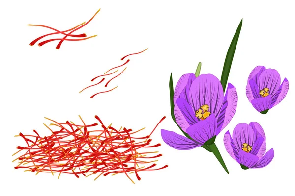 Saffraan Crocus Geïsoleerd Witte Achtergrond Gedroogde Saffraandraden Krokusbloem Saffraanbloem Crocus — Stockvector