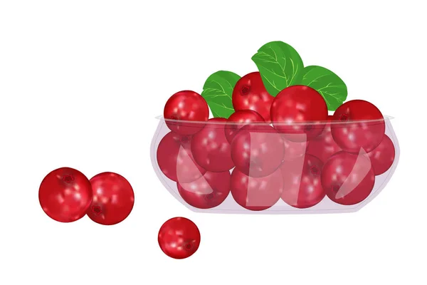 Lingonberry Skleněné Misce Izolované Bílém Pozadí Krásné Šťavnaté Bobule Talíři — Stockový vektor