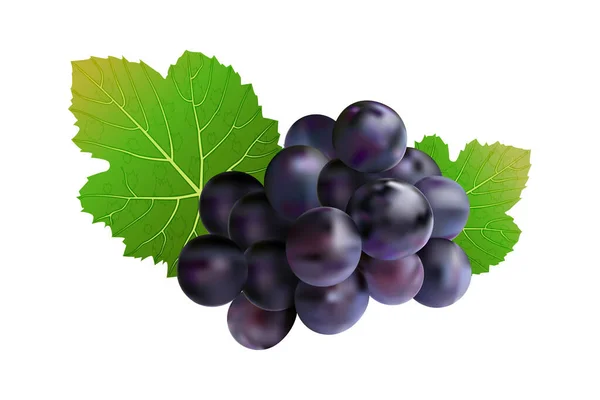 Grapes Isolated White Background Wine Grapes Icon Bunch Purple Grapes — Stock Vector