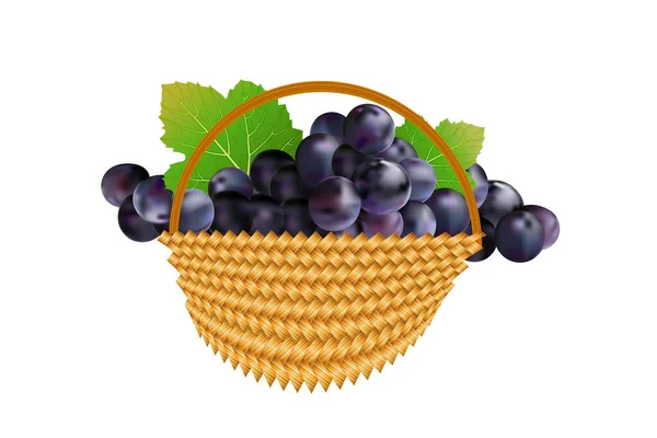 Uvas Canasta Aisladas Sobre Fondo Blanco Cesta Mimbre Racimos Uvas — Vector de stock