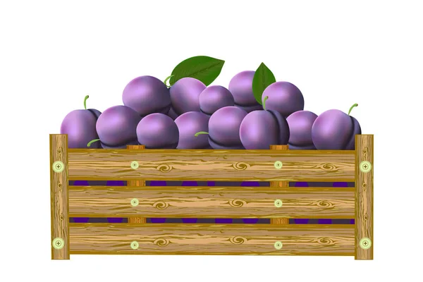Ciruelas Caja Aisladas Sobre Fondo Blanco Caja Bayas Jugosas Eco — Vector de stock