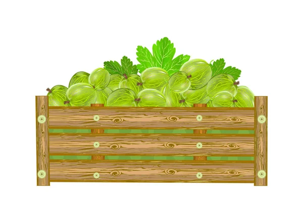 Gooseberry Dalam Kotak Terisolasi Dengan Latar Belakang Putih Crate Berries - Stok Vektor