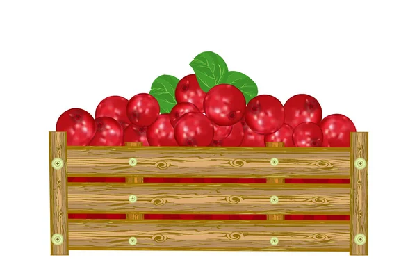 Lingonberry Dobozban Elszigetelt Fehér Háttérrel Egy Láda Szaftos Bogyó Öko — Stock Vector