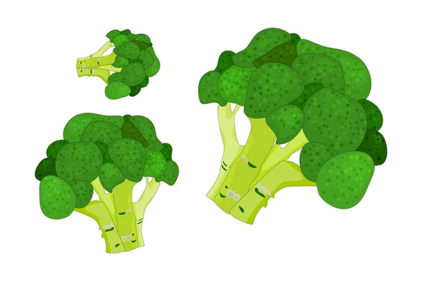 Brokoli Terisolasi Pada Latar Belakang Putih Set Ikon Kubis Brokoli - Stok Vektor