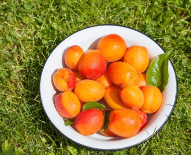 Bir demir kapta Olgun tatlı kayısı