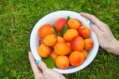 Bir demir kapta Olgun tatlı kayısı