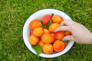 Bir demir kapta Olgun tatlı kayısı