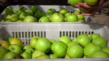 Bir meyve bahçesi içinde malzeme çekme sonra tam elma sepeti