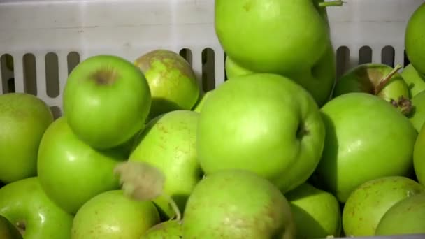 Wagen voller Äpfel nach der Ernte in einer Obstplantage. — Stockvideo