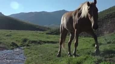 güzel dağ otlak ata