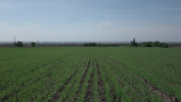 Побеги зеленой пшеницы на весеннем поле. 4K — стоковое видео