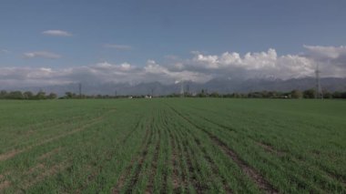 Yeşil buğday sürgünler bahar alanındaki filizlenir. 4k