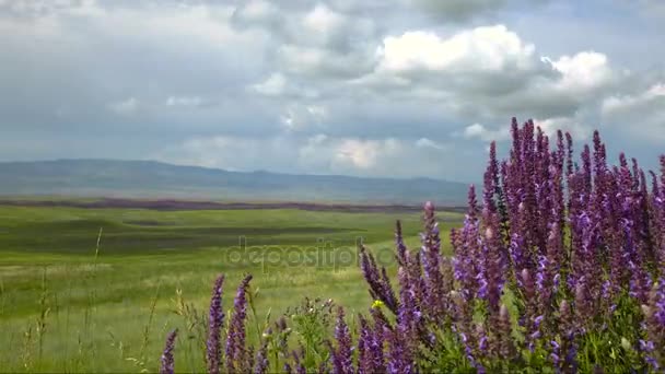 Meadow sage and timelapse clouds. — Stock Video