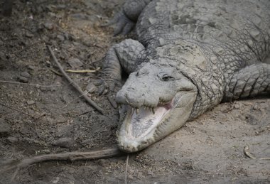 Timsah rahatlatıcı havuz ormanda