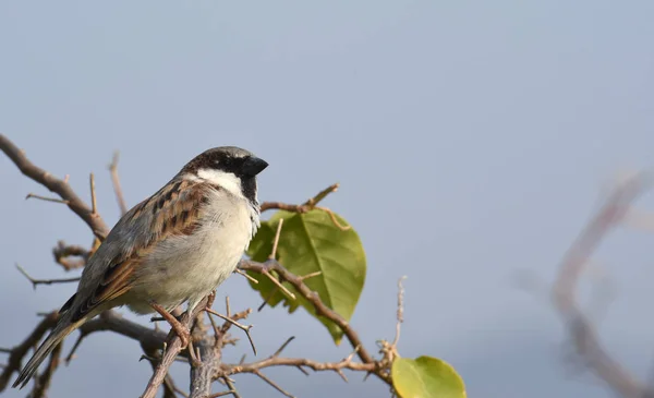 Oiseau Assis Sur Branche Arbre — Photo