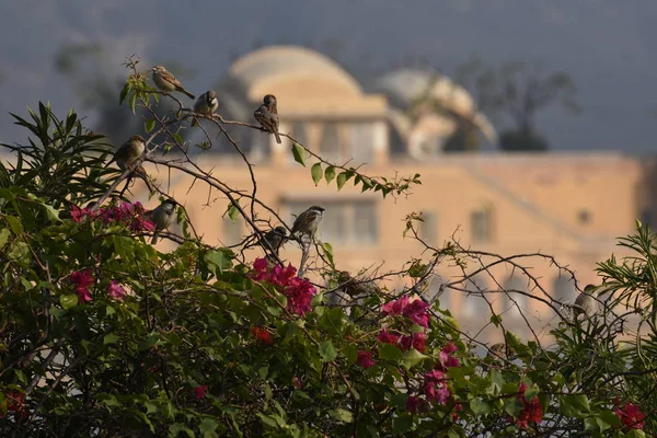 Dalı üzerinde oturan kuş 