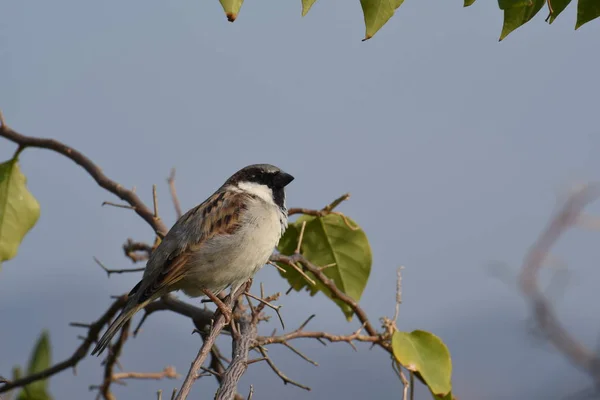 Dalı üzerinde oturan kuş 