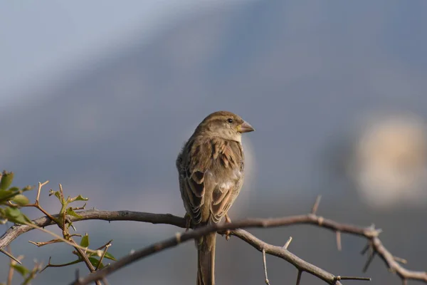 Oiseau Assis Sur Branche Arbre — Photo