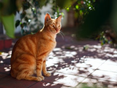 Güneşli terasta kırmızı kedi