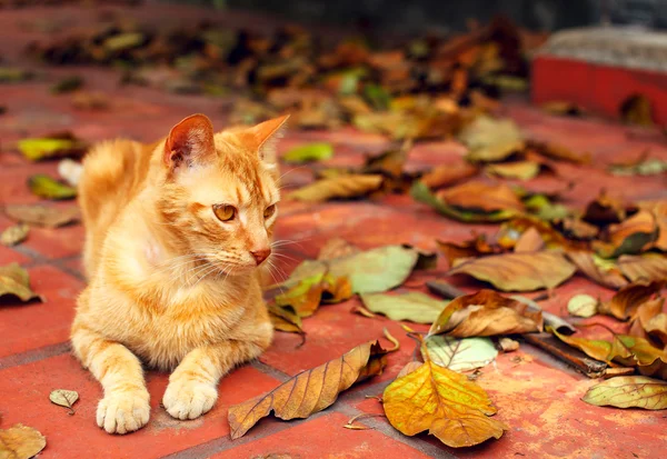 Red cat at the autumn leafs — Stock Photo, Image