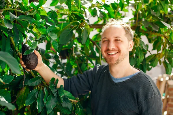 Mutlu adam olgun avokado gösterilen onun bahçesinde 
