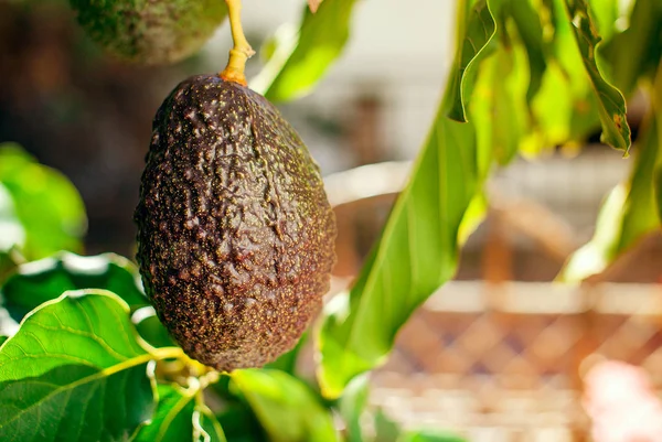 Ağaç üzerinde avokado meyvesi 