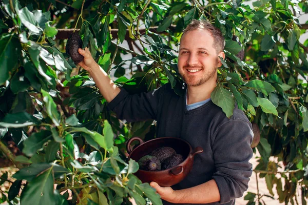 Yakışıklı adam avokado ürün elde