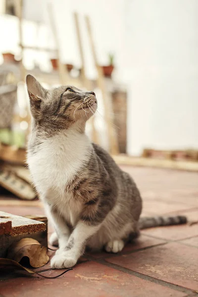 Um gatinho a olhar para cima. Espaço de cópia — Fotografia de Stock