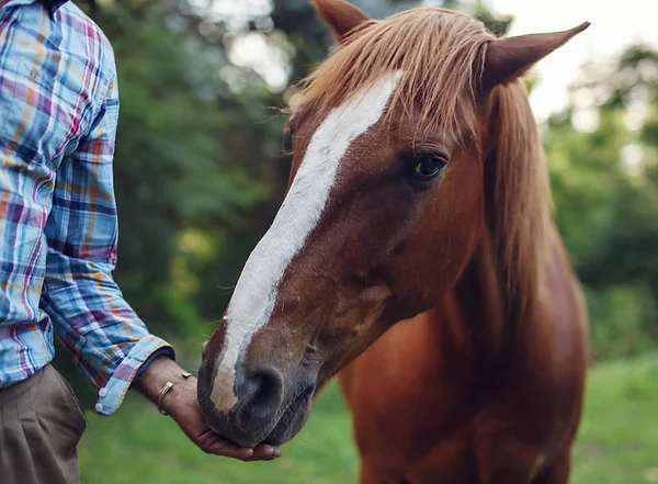 Horse eating from the man's hand