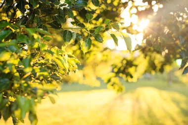 Güzel doğa yeşil güneşli arka plan