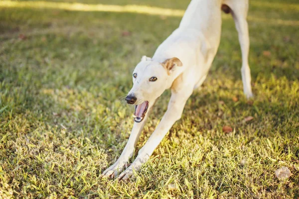 Beyaz greyhound köpek çim üzerinde esneme
