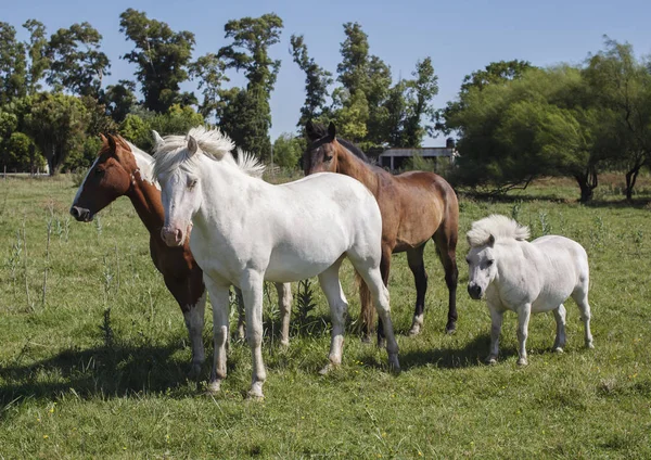 Három ló és egy póni-on a réten — Stock Fotó